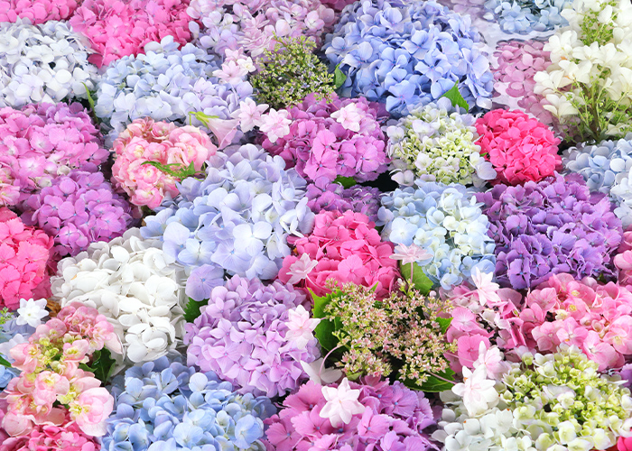 紫陽花ネイル特集♡雨の日も可愛いデザイン7選