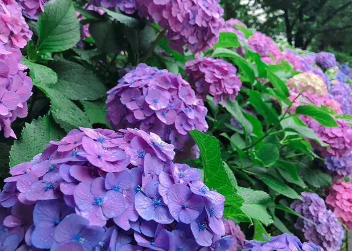 紫陽花ネイルが梅雨に選ばれる3つの理由