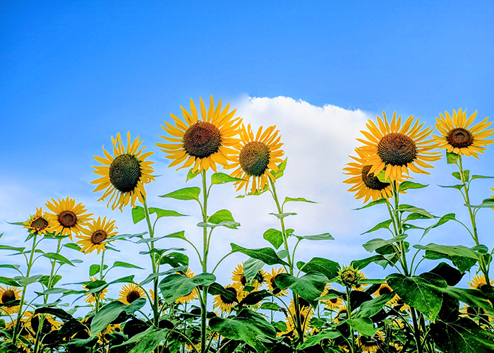 夏が始まる7月、ネイルも衣替えしよう⭐︎