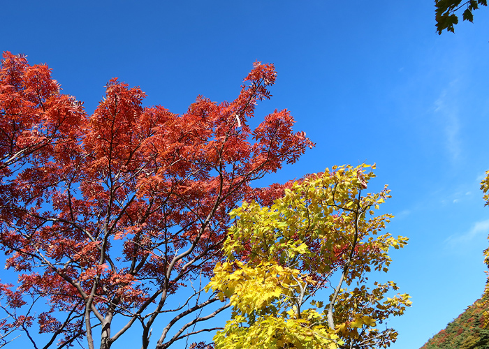 今取り入れたい♡紅葉ネイルデザイン5選