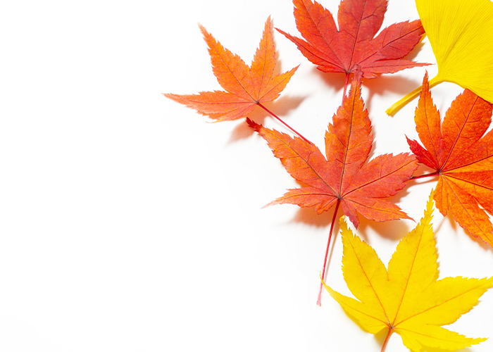 紅葉カラーで魅せる♪季節感たっぷりの配色術