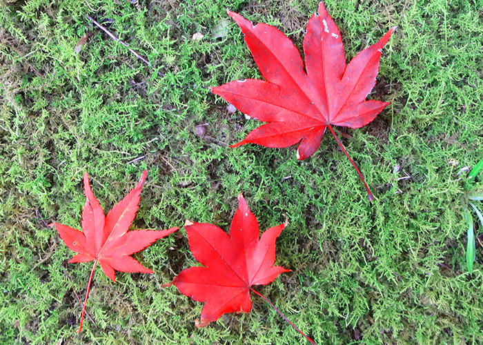 【大人女性向け】紅葉ネイルのシンプルデザイン