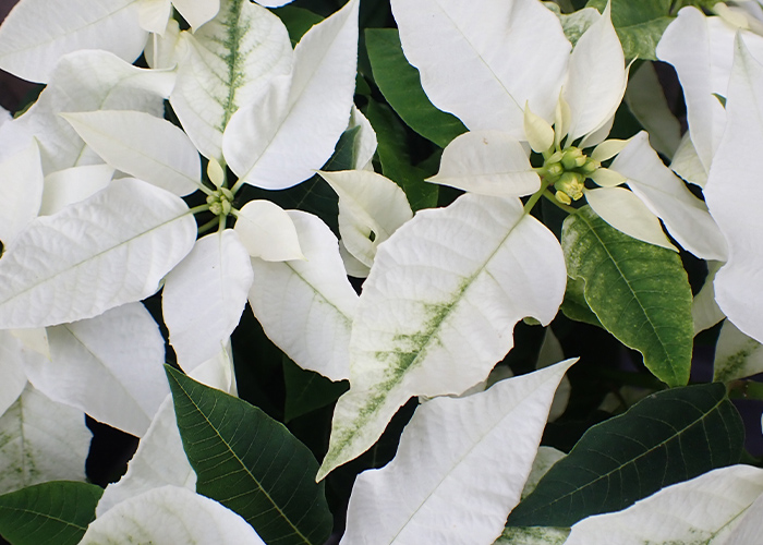 クリスマスネイル♡シンプル派におすすめのデザイン5選