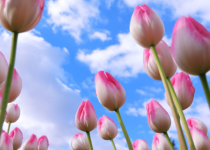 チューリップネイル、どう選ぶ？失敗しないポイント♡