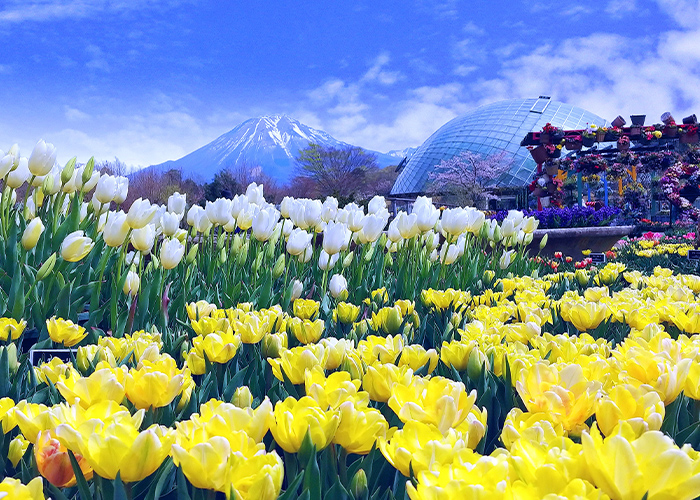 大人可愛い☆チューリップネイルデザイン15選