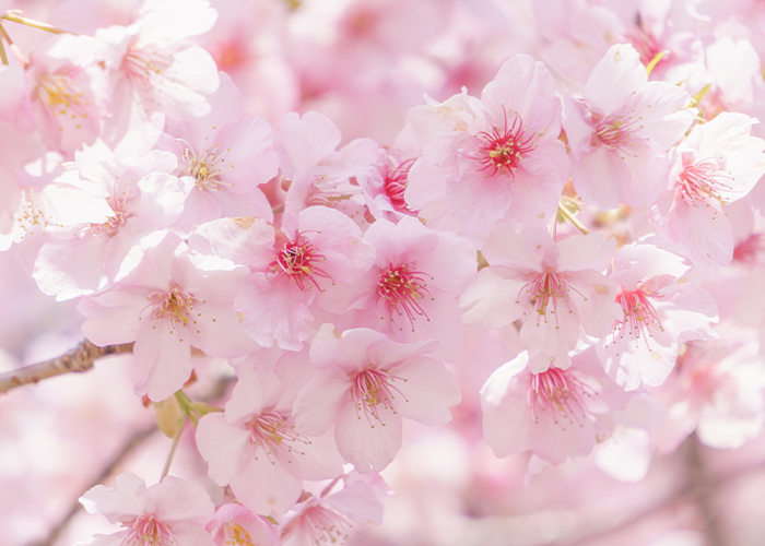 春らしさと落ち着きを両立するバランス