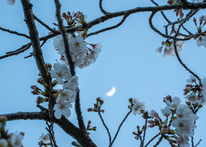 春の指先を彩る♪4月におすすめのネイルデザイン15選