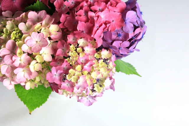 仕事の日にもなじみやすい♡シンプルな紫陽花ネイル5選♪