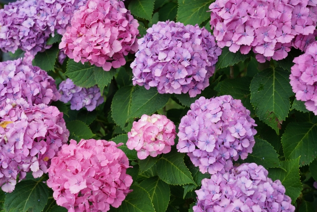 紫陽花ネイルは何色で映える?梅雨らしさをつくる色と見え方☆