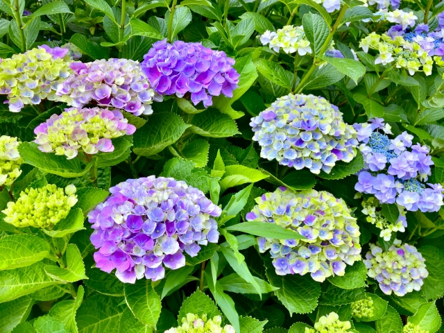 初夏ネイルはどこまで夏らしくする?春すぎず派手すぎない季節感♪