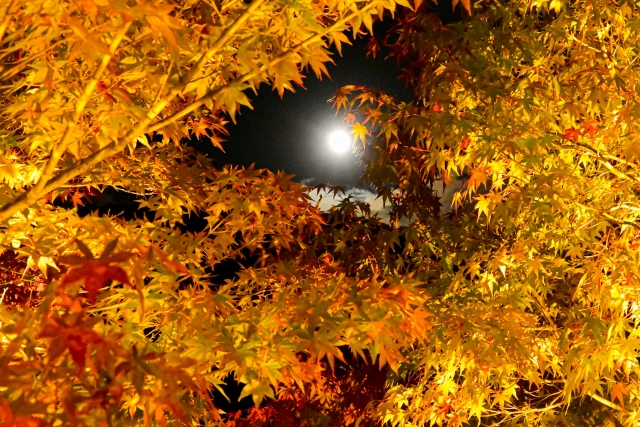 秋の余韻も冬の気配も楽しめる♡11月ネイルデザイン15選